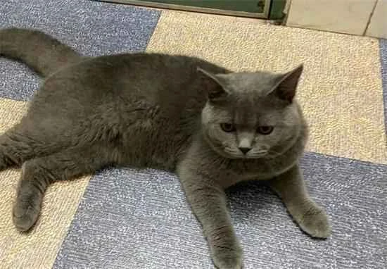 What is the temperament of a Russian Blue cat?