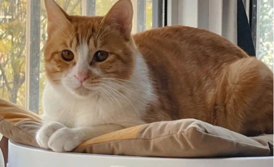 Why are orange cats prone to obesity?