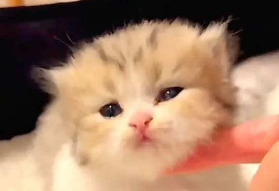 What do newborn kittens eat?