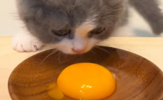 Can cats eat egg yolks? 5 benefits of cats eating egg yolks