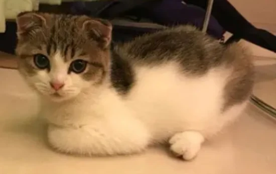 How to help a cat gain weight if it's too thin?