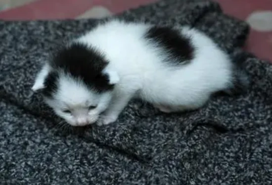 How to feed a one-month-old kitten