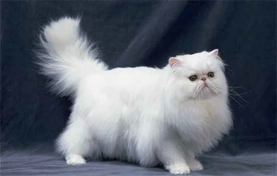 How to understand the meaning of a cat's tail movements?