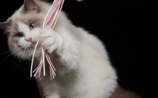 Is it normal for a cat to sleep all the time?