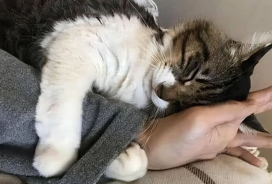 What are some good ways to deal with cat allergies?