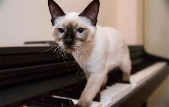 What does atavism in cats mean, and is it good or bad?