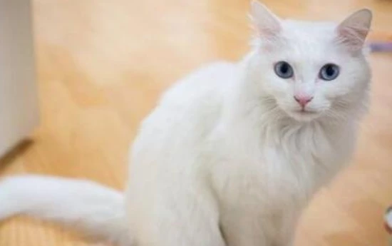 Why do female cats have testicles? Do female cats have testicles?