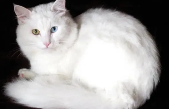 Why are the eyes of Persian cats different colors?