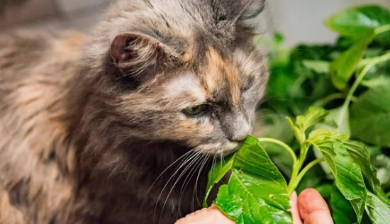 How to use catnip
