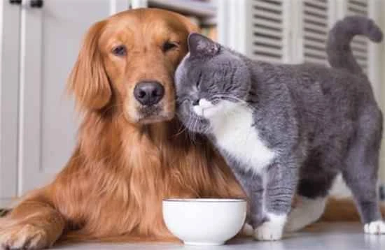 Who has better eyesight, a cat or a dog?