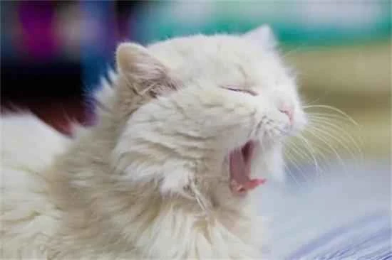 Can a cat stay indoors its entire life?