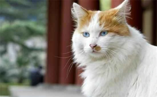 How do you measure a cat's body temperature?