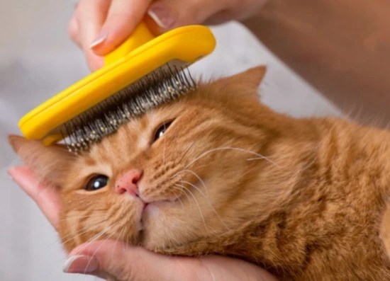 What to do if your cat is shedding excessively?