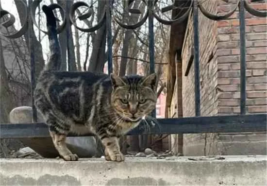 How do cats find their way home?