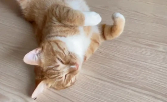 Why are my cat's legs shaking?