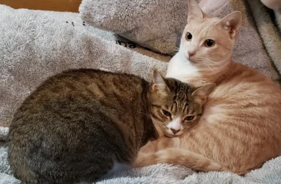 How long does it take for two cats to get along harmoniously?