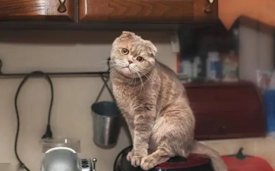 Is it good to keep a cat at home?