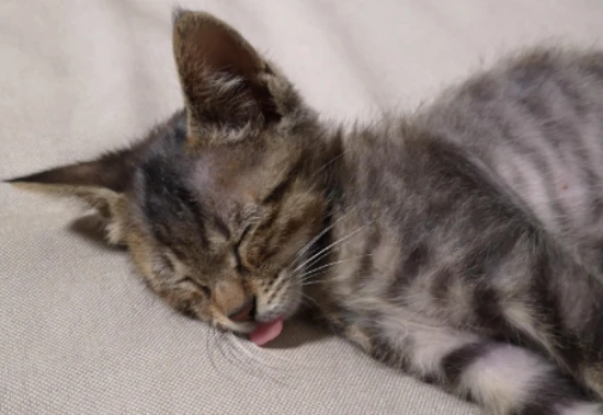 Can cats die from stress?