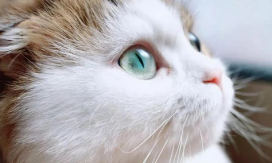 How to solve cat hair loss?