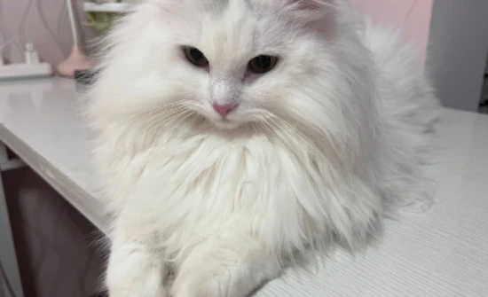 Online reviews describe the "most loyal" cat and the "most ungrateful" cat.