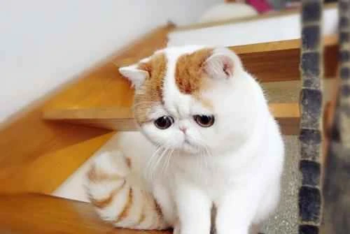 Do I need to get a license to keep a cat? What kind of license do I need?