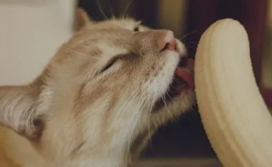 Can cats eat bananas? How many should you feed them at once?