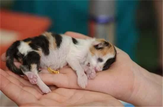 How to raise a newborn kitten