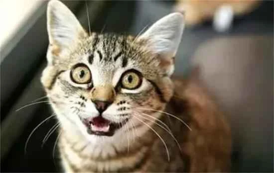 What does a cat's purring sound mean?