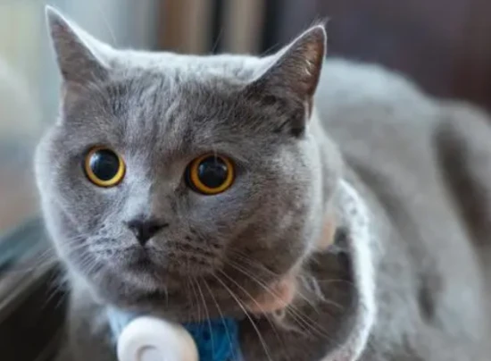 Does owning a blue cat smell bad? Is it very smelly to own a blue cat?