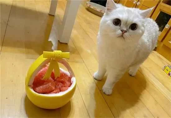 Can cats eat grapefruit pulp?