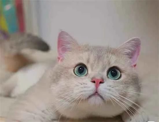 Is it normal for a cat's claws to crack and the gaps to turn black?