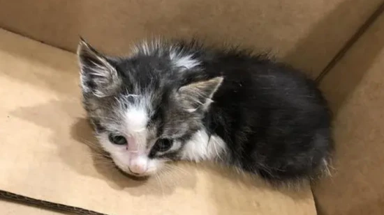 How to feed a 1-month-old kitten