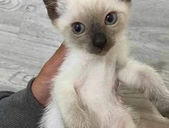 How to treat ringworm on a kitten's front legs?