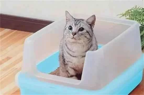 What can be done if a cat can't urinate?