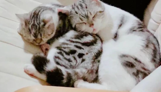 Why is my cat shedding so much hair? What causes severe hair loss in cats?