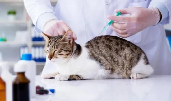 Do cats need to be vaccinated?