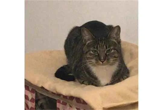 Which cat breed is the easiest to care for when you're a first-time cat owner?