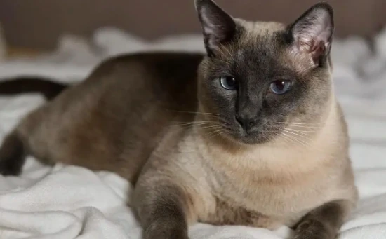 Cat intelligence ranking