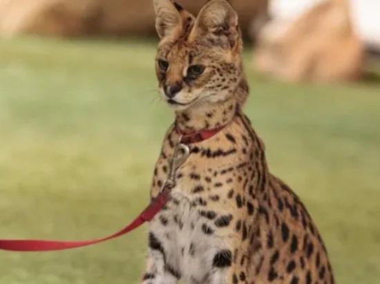 Five cat breeds that are "more loyal than dogs," recognizing only one owner for their entire lives!