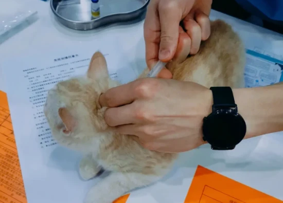 How many vaccinations does a cat need? How much do they cost?