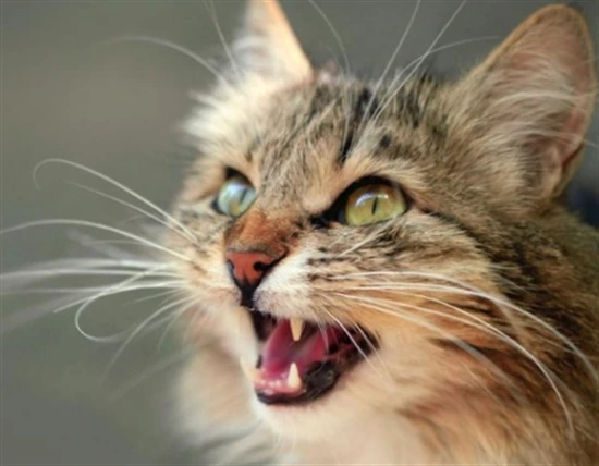 The cat doesn't meow during the day, but howls incessantly at night.