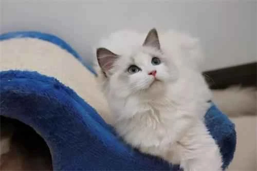 Why do cats shed in winter?