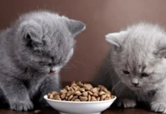 What foods do cats like to eat?