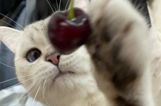 Can cats eat cherries?