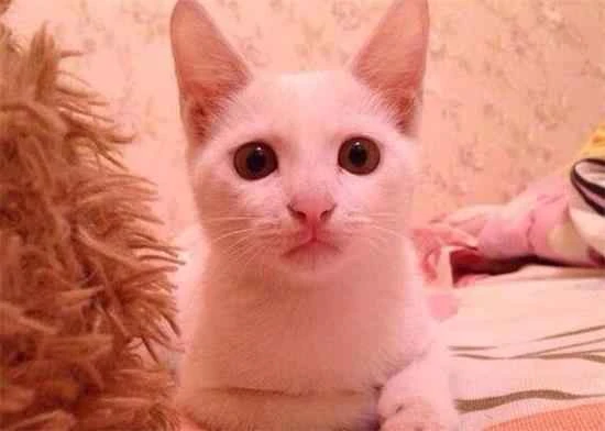 What happens if a cat eats too much nutritional paste?