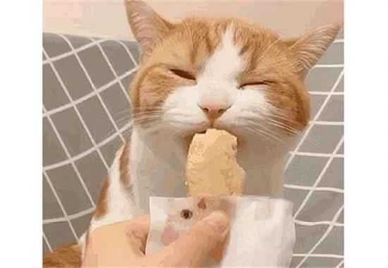 Can cats eat bread?