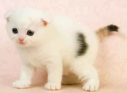 Can cats eat human-grade goat milk powder?