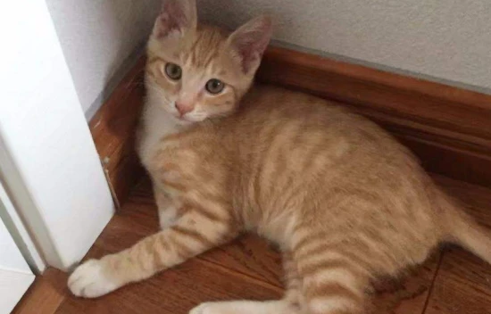 How many times a week should I feed my cat cat food?