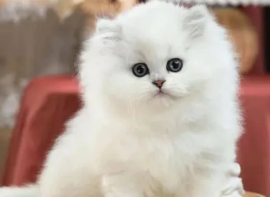 How do you untangle the tufts of fur from a chinchilla?