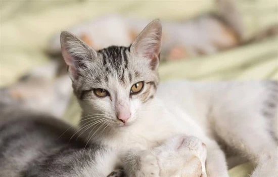 What should I do if my cat's eyes are watery and have discharge?